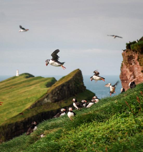 Trip of the Day: Mykines